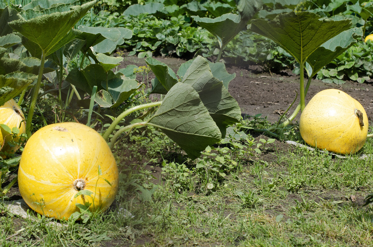 желтый в кадре - Татьяна Ерохина