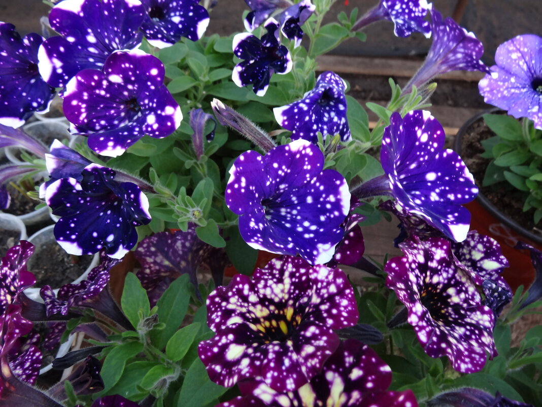 ПЕТУНИЯ - СЕРГЕЙ ФИЛОЧКИН