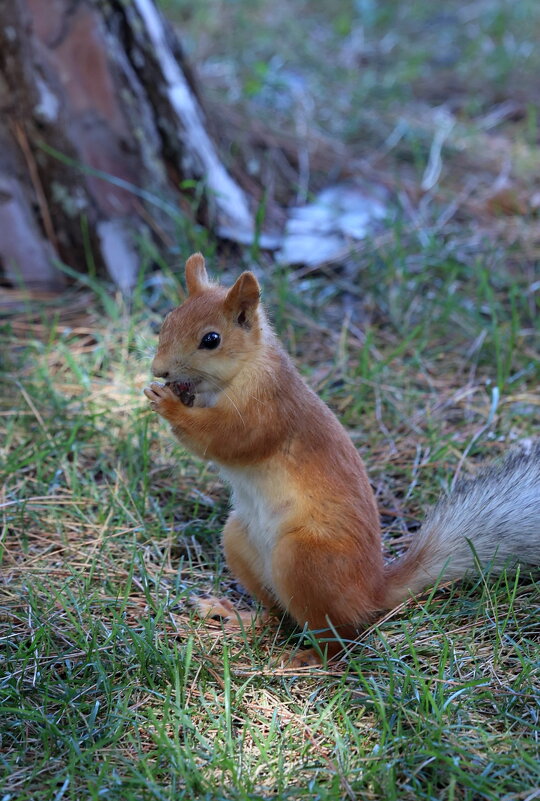 С угощением. - Александр Кондаков