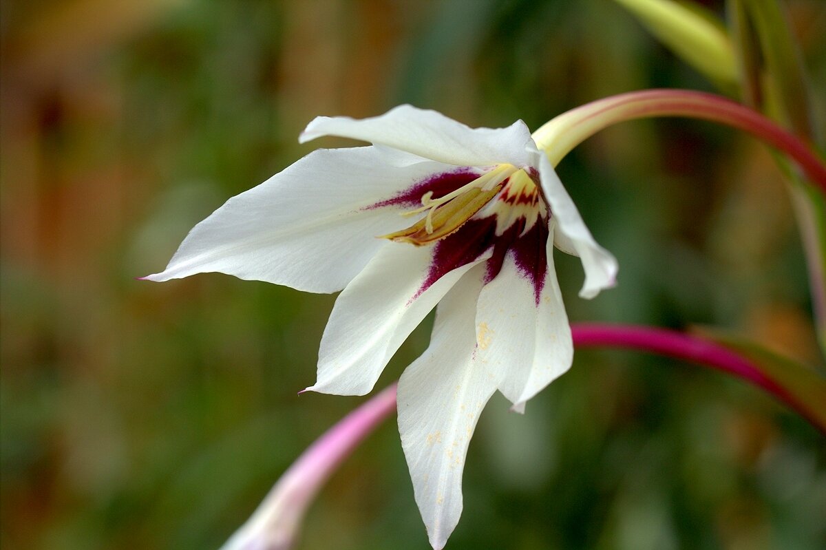 Про цветы - Вячеслав Минаев Про цветы - Вячеслав Минаев