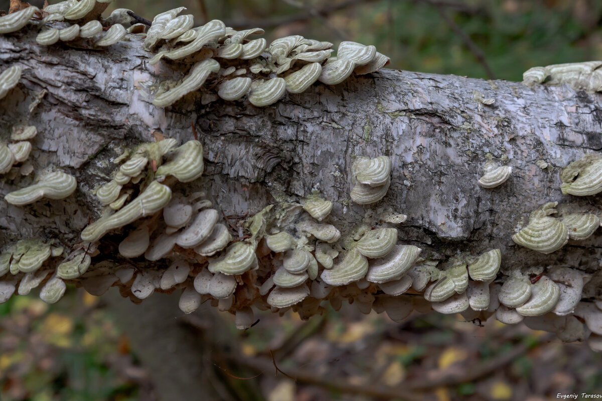 Под водой - Евгений Тарасов 