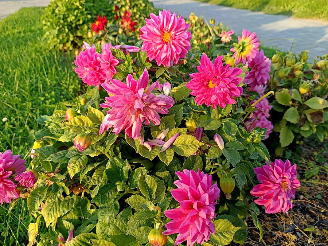 Городские цветы. - Мария Васильева