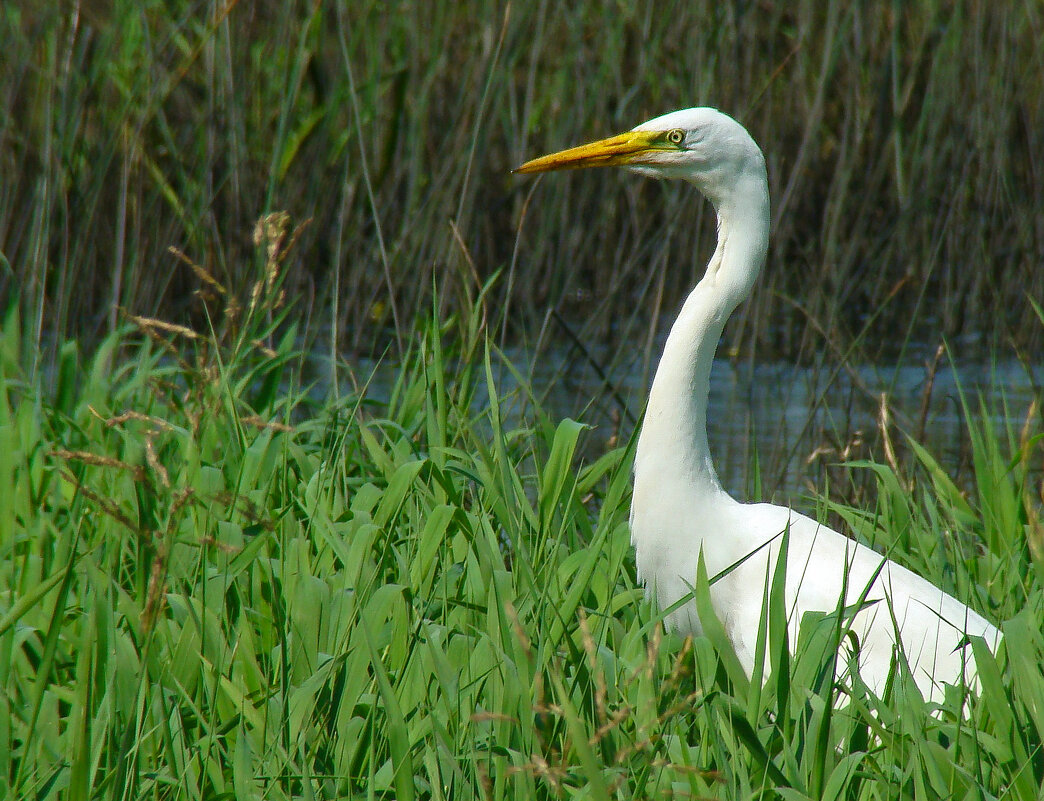 большая белая цапля - gawrilа - dan