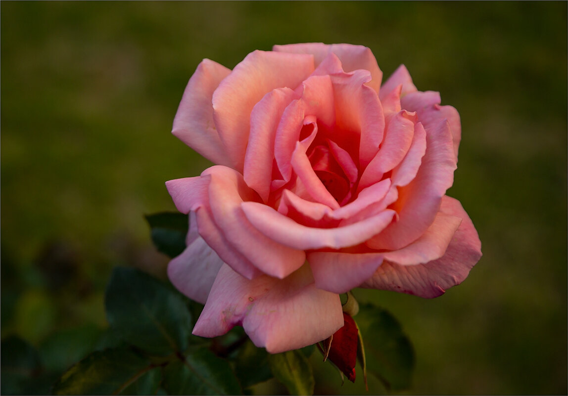 **** - Ирина С