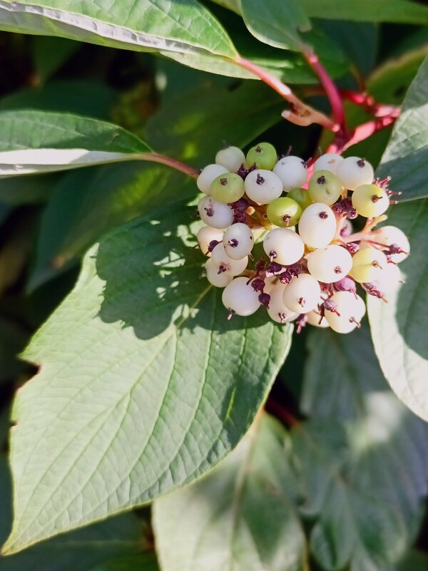Белый дерен (свидина) - Veera V Белый дерен (свидина) - Veera V