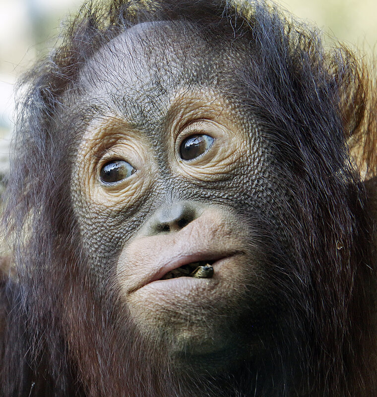 ***** - Андроник Александр 