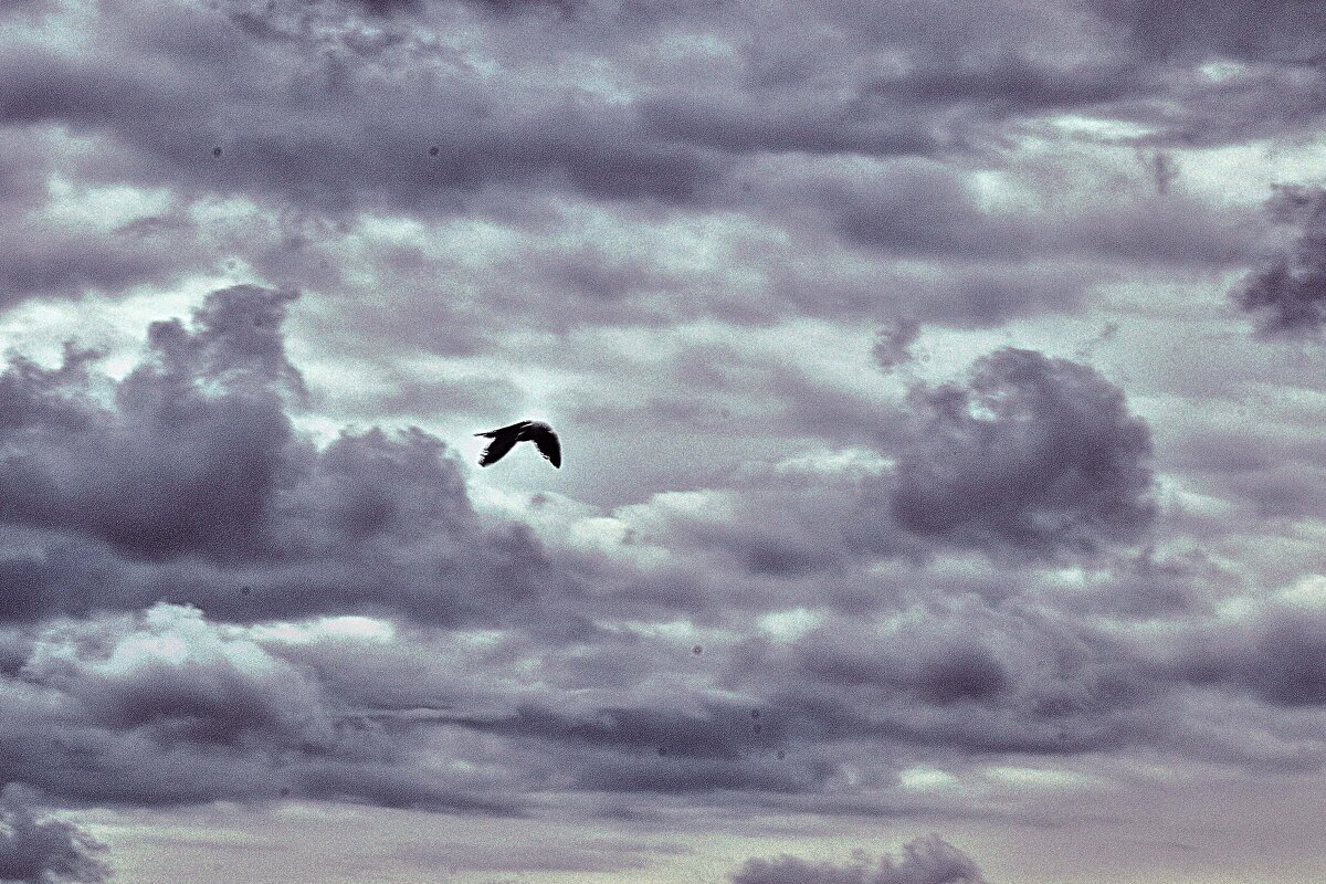 Сентябрь..Чайка буревестник над Обью! - Владимир 