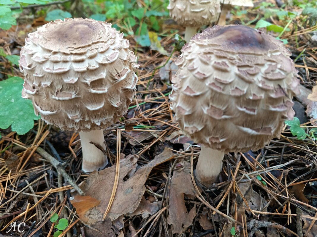 Гриб-зо́нтик красне́ющий - Любовь Сахарова