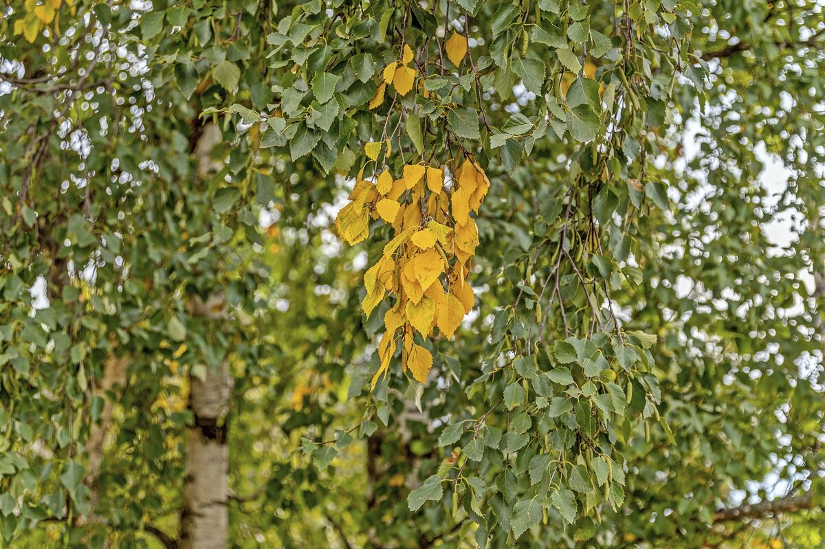 Пряди осени - Валерий Иванович