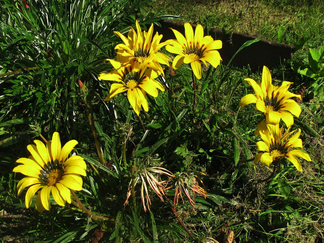 Солнечный букетик - Людмила Смородинская Солнечный букетик - Людмила Смородинская