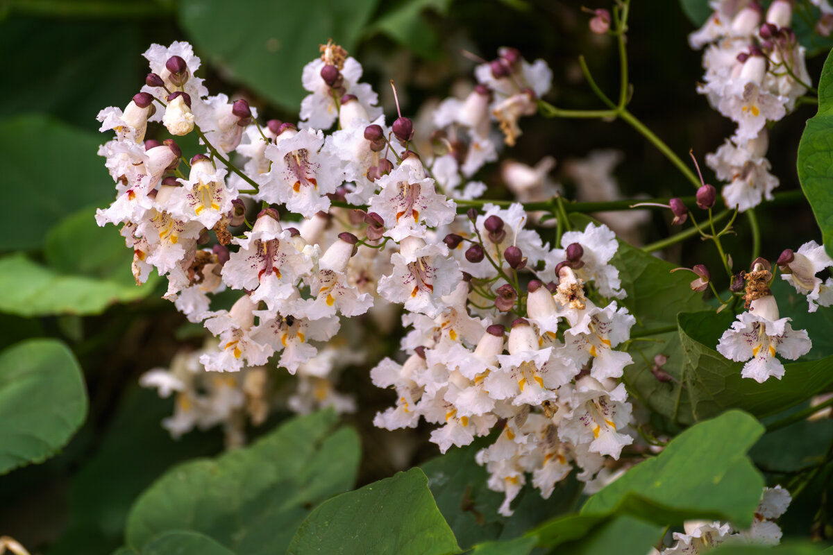 Катальпа - Игорь Сикорский