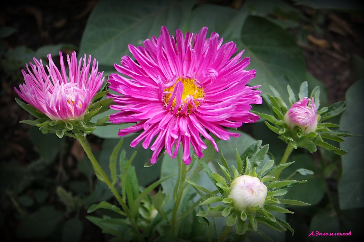 Про цветы осенние.. - Андрей Заломленков