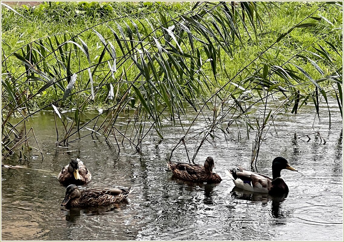 Утки. - Валерия Комова