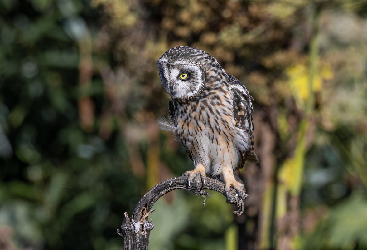сова болотная. - юрий макаров