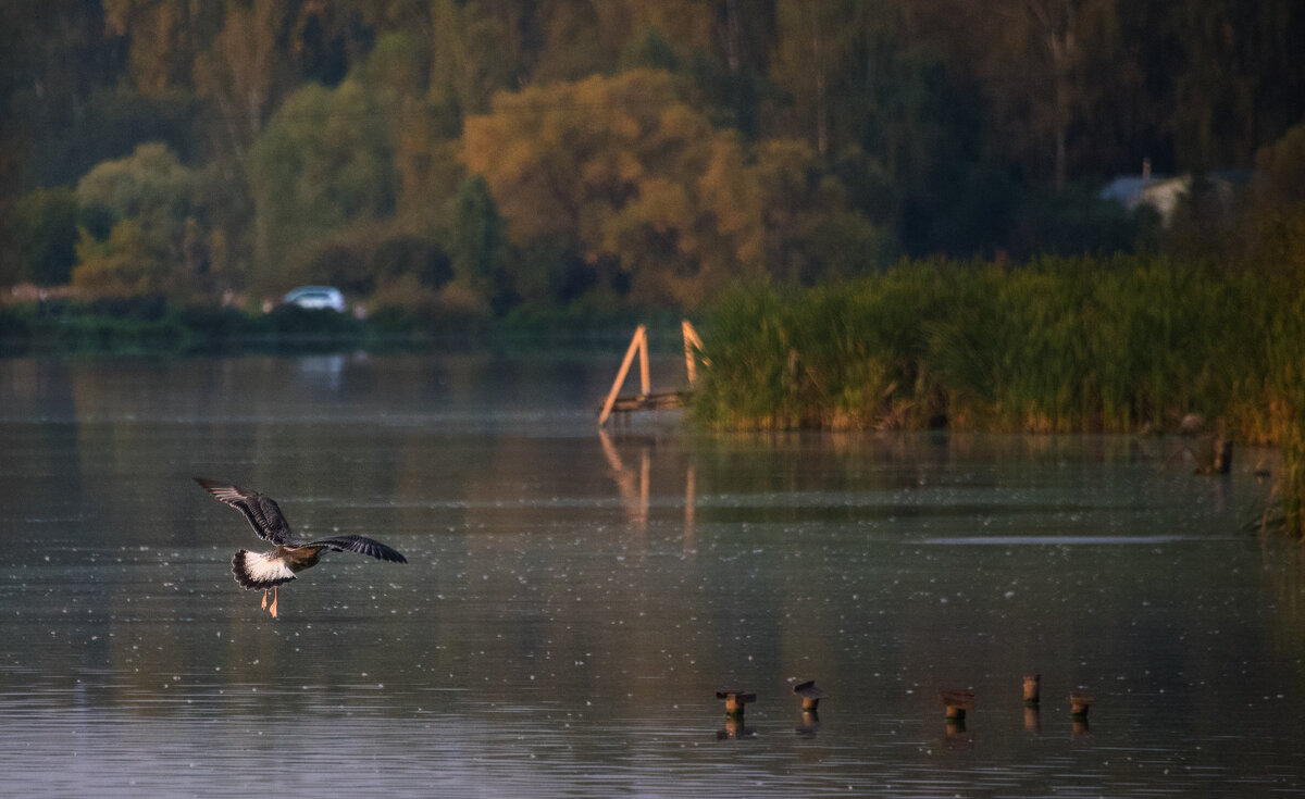 *** - Владимир Безбородов