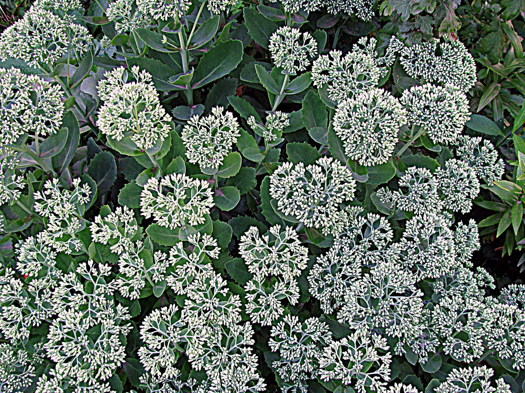 Цветы. - Владимир Драгунский Цветы. - Владимир Драгунский