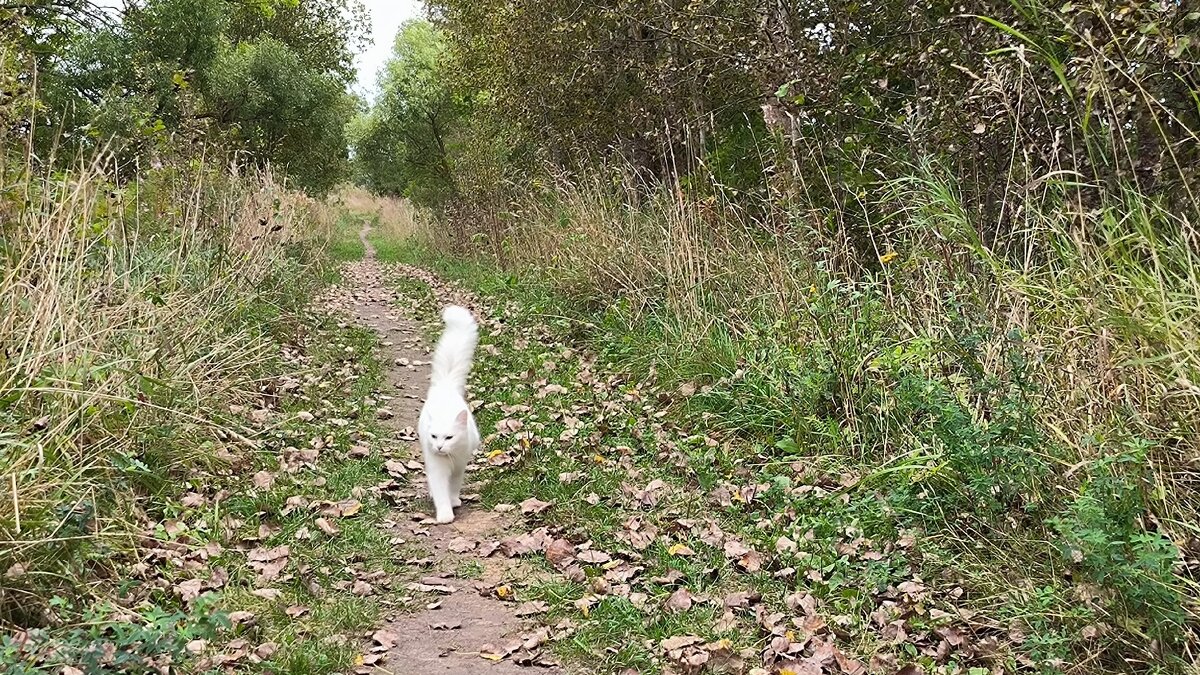 Встреча на прогулке. - Ольга 