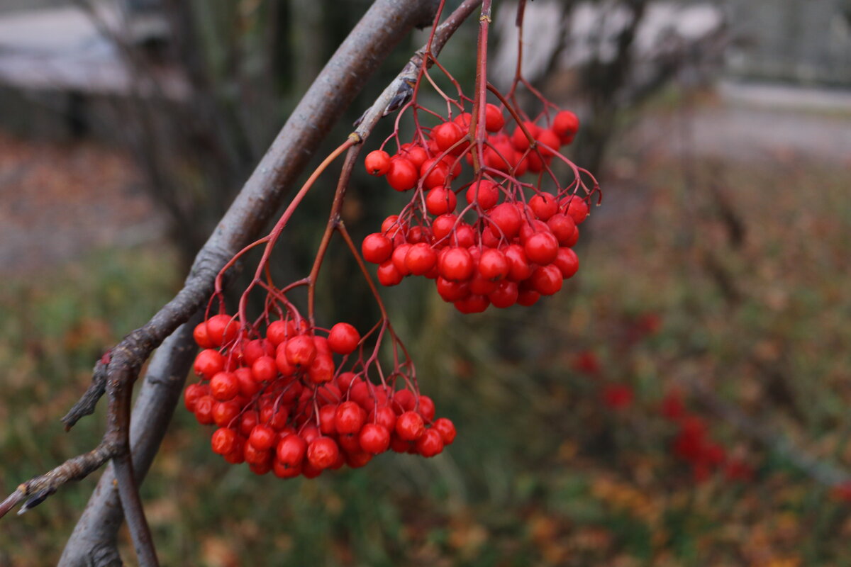 Картинки осени - Ольга Картинки осени - Ольга