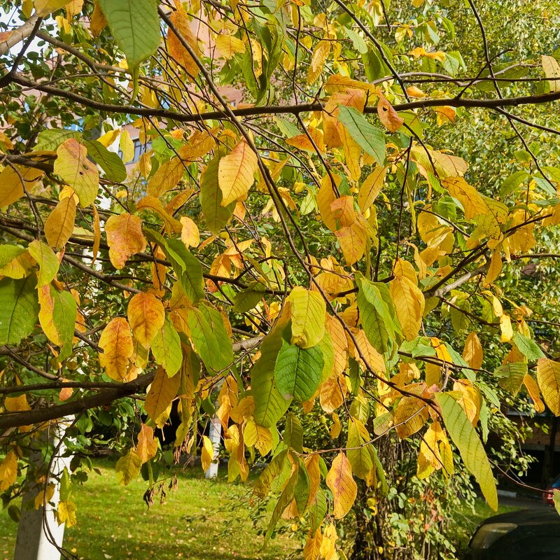 Осеннее - Елена Семигина