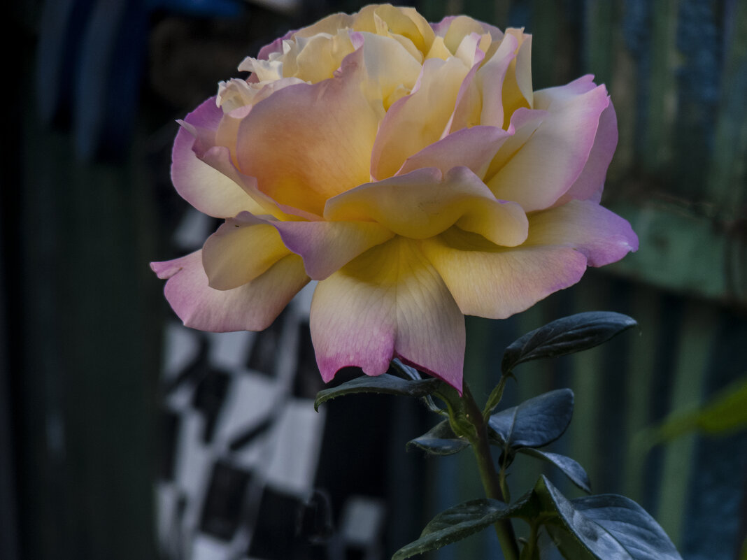 Глория  Дей - Валентин Семчишин