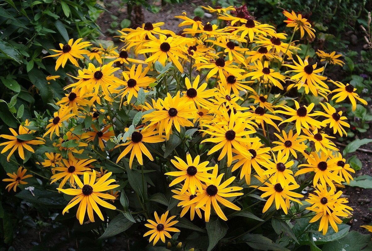 Рудбекия - Рита Симонова