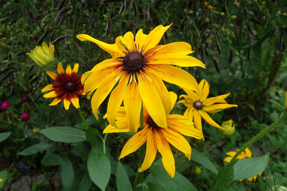 Рудбекия - Рита Симонова