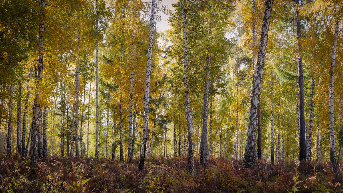 Осенняя березовая роща, где листья сверкают золотом. - Вадим Басов