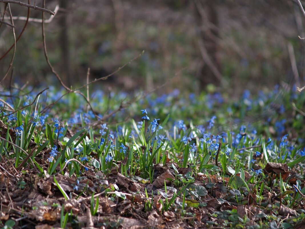 Подснежники - Дмитрий Курский 