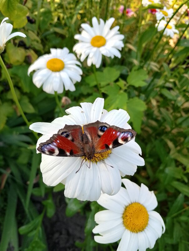 Бабочка на ромашке - Дмитрий Курский Бабочка на ромашке - Дмитрий Курский