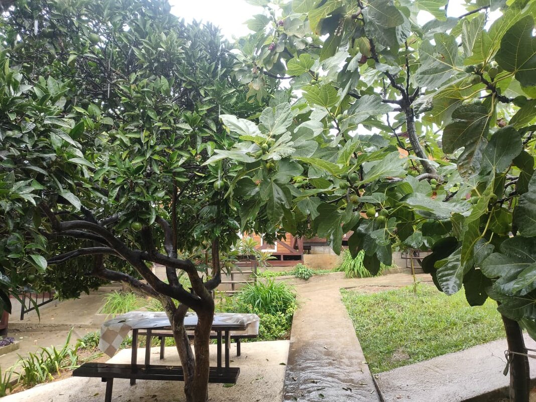 В Новом Афоне - Ирэн 