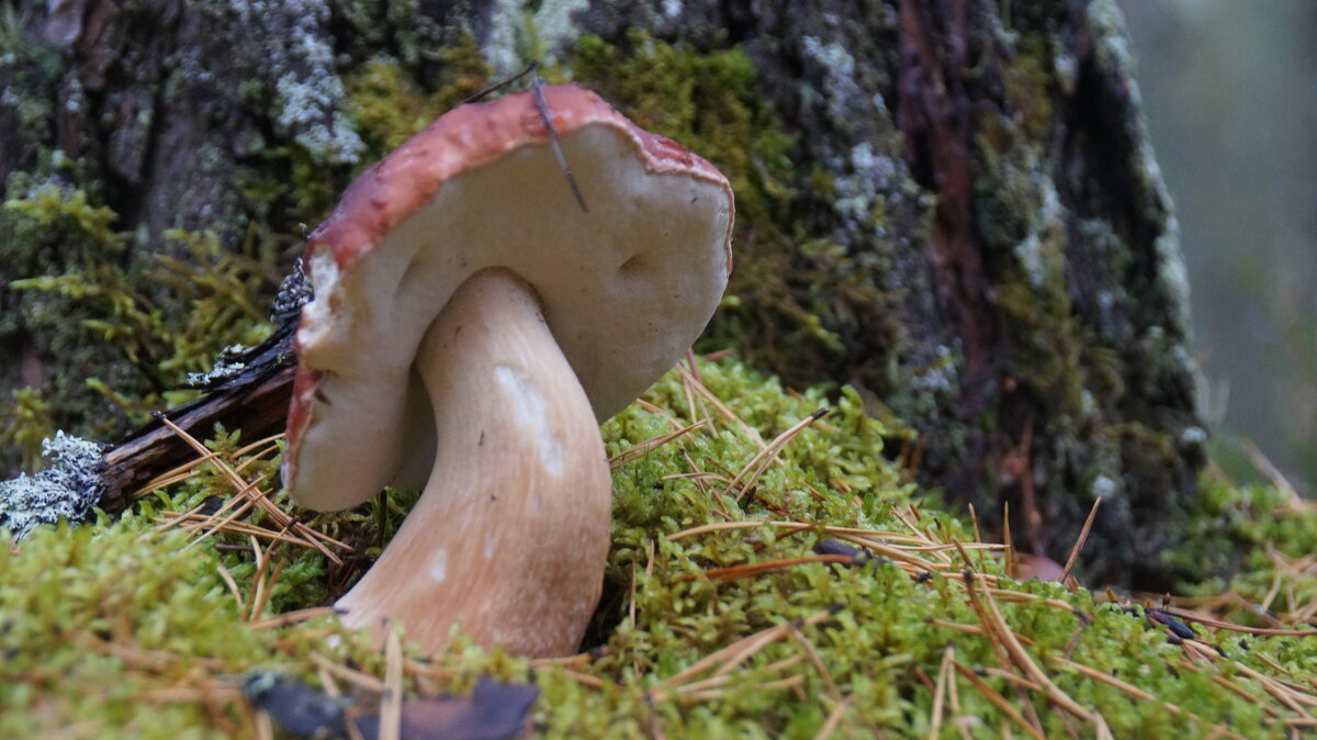 хвастун..... - Ольга Cоломатина хвастун..... - Ольга Cоломатина