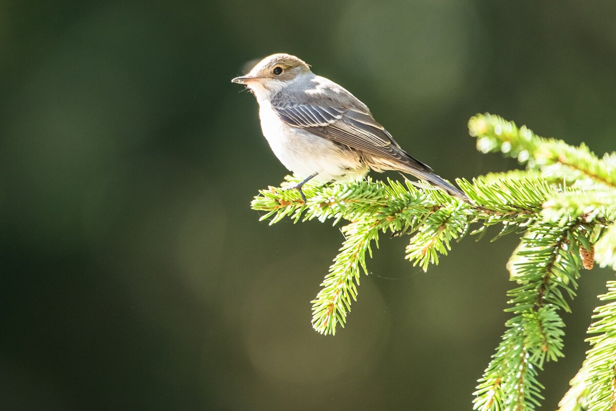 Мухоловка серая. - Виктор Евстратов