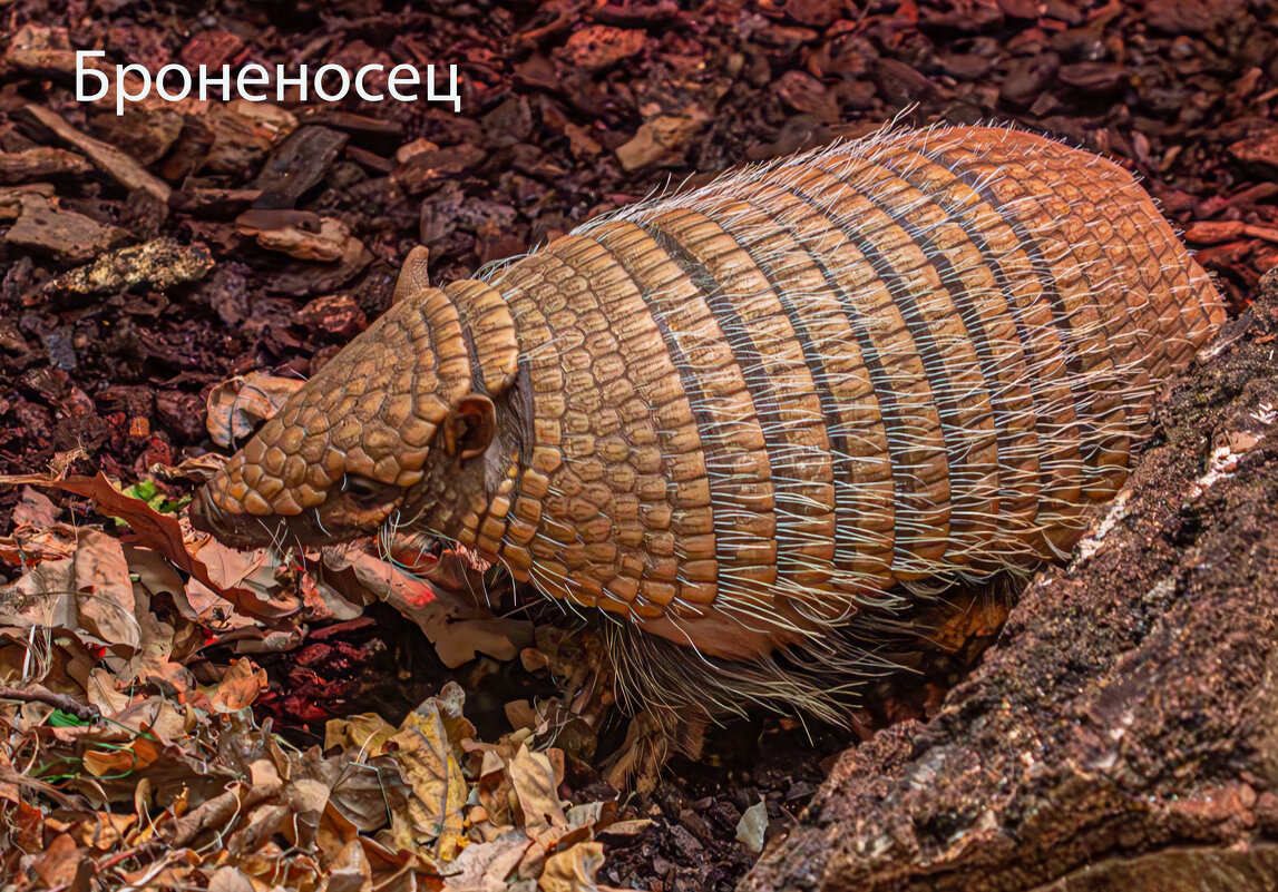 Броненосец - Михаил Измайлов