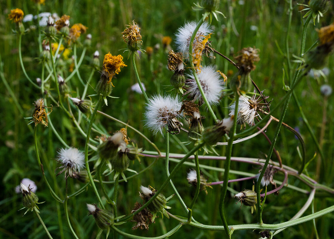 Путаница - Регина Путаница - Регина