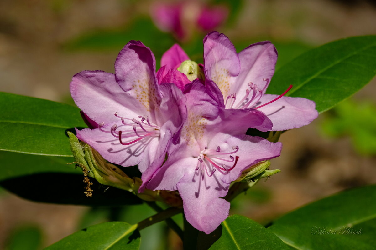Рододендрон... - Николай Гирш