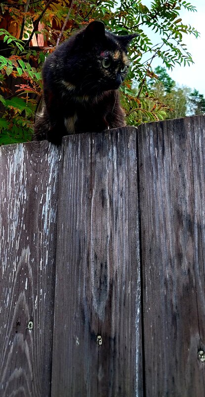 котенок - Алексей Ильичёв