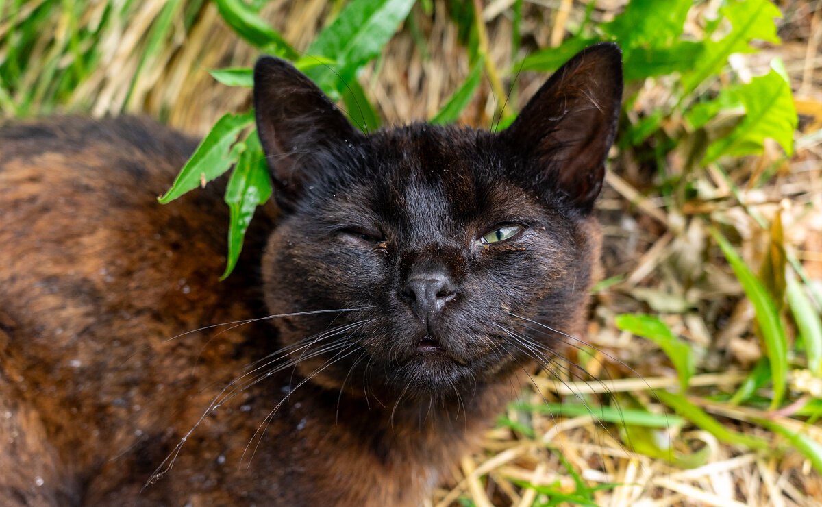Что надо, а это ты... - Владимир Иванович