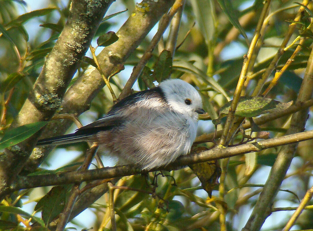 ополовник - gawrilа - dan