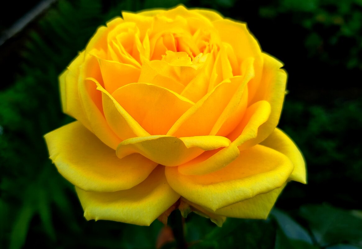 Прекрасная роза - светлана льдокова