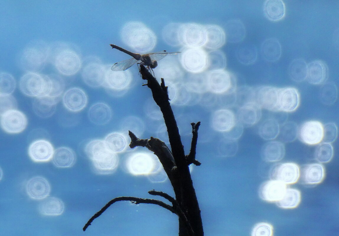 На оз. Плавучее... - Владимир Шошин На оз. Плавучее... - Владимир Шошин