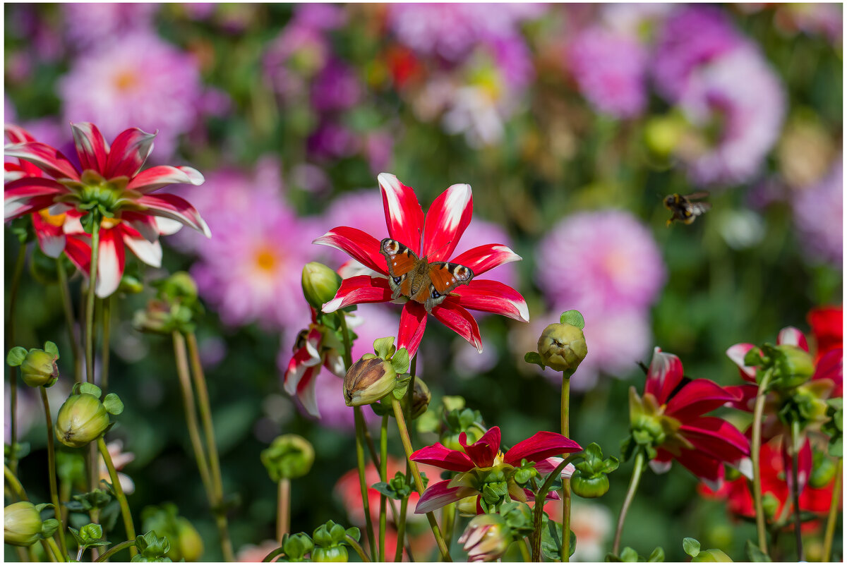 Летние краски... - Sergey (Apg)