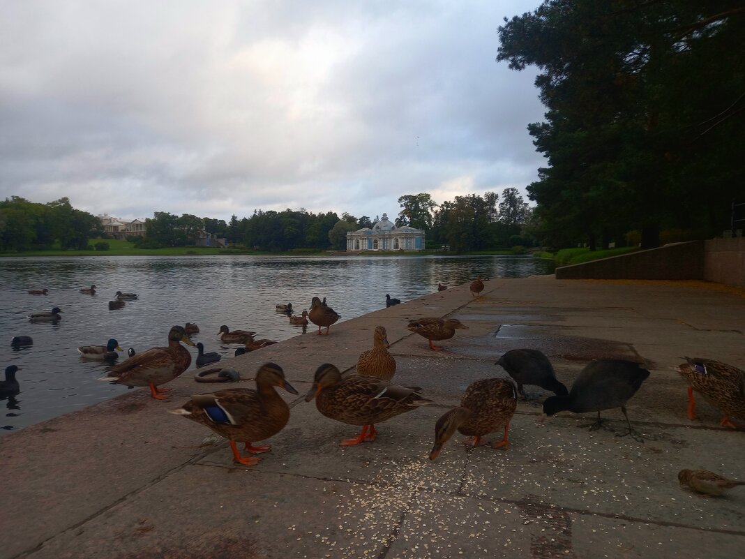 Утки и лысухи - Сапсан 