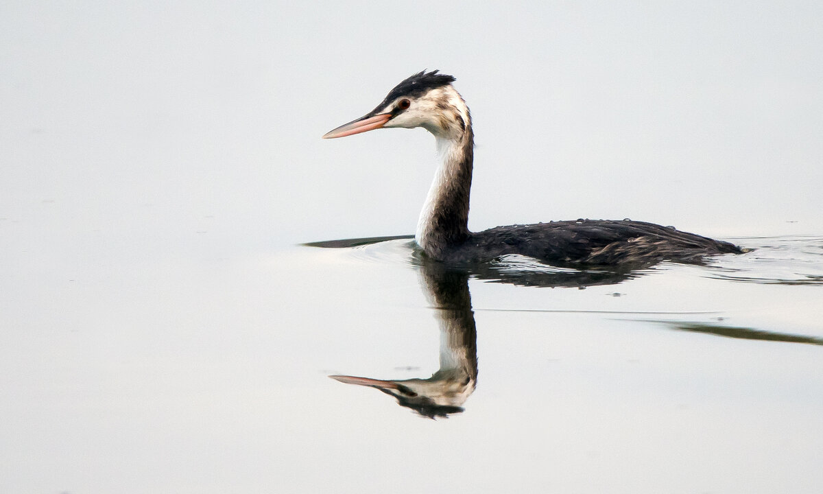 Чомга. - Владимир Безбородов