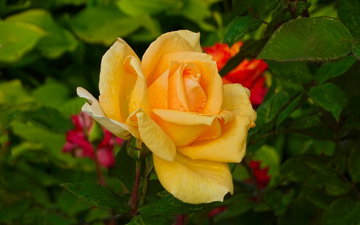 Роза сентября. - Милешкин Владимир Алексеевич Роза сентября. - Милешкин Владимир Алексеевич