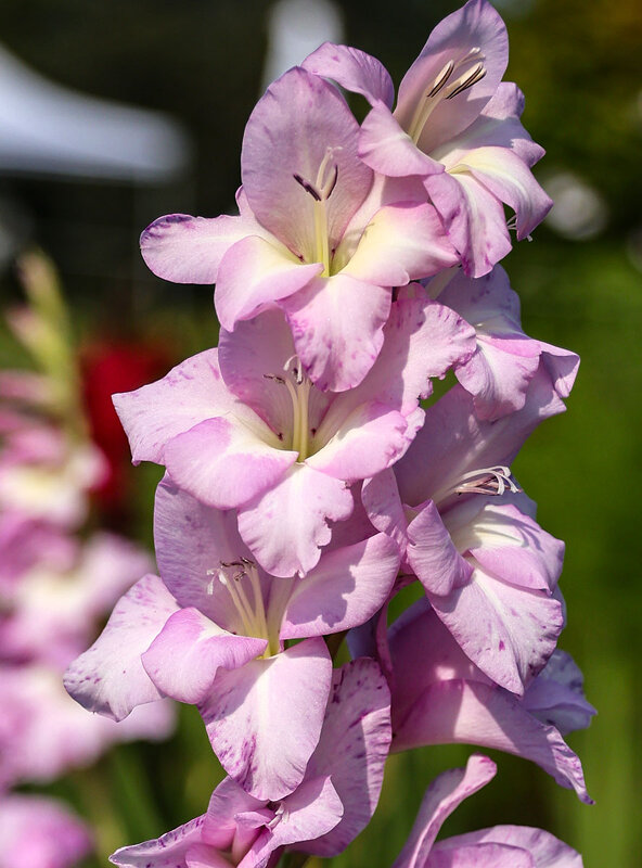Гладиолус - Анатолий Шумилин