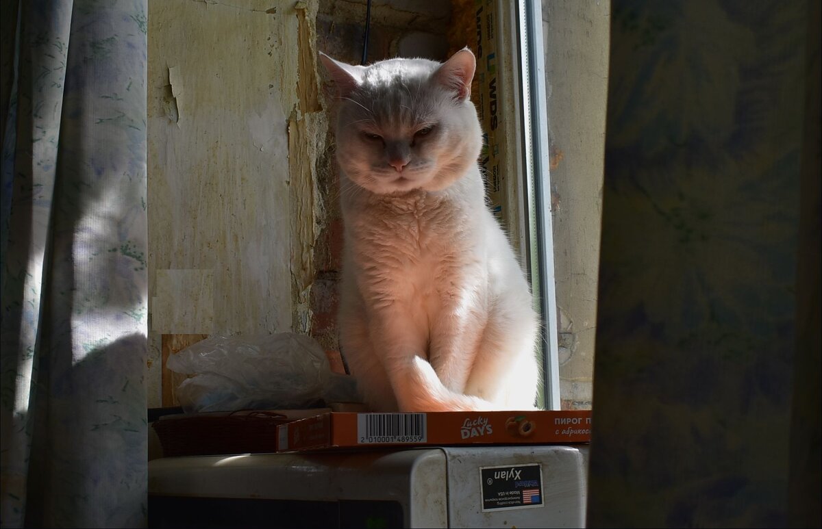 Наш кот - dindin 