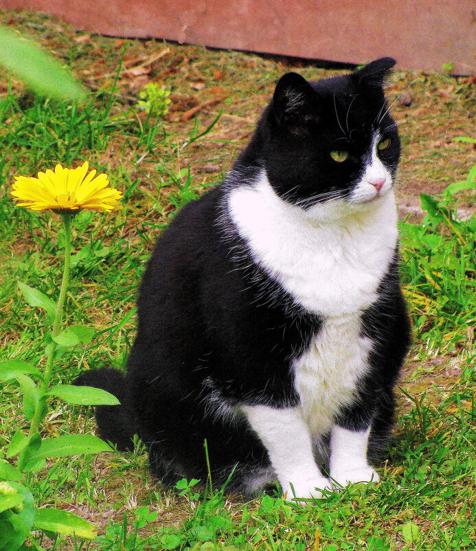 Наблюдает за мной - Людмила Смородинская Наблюдает за мной - Людмила Смородинская