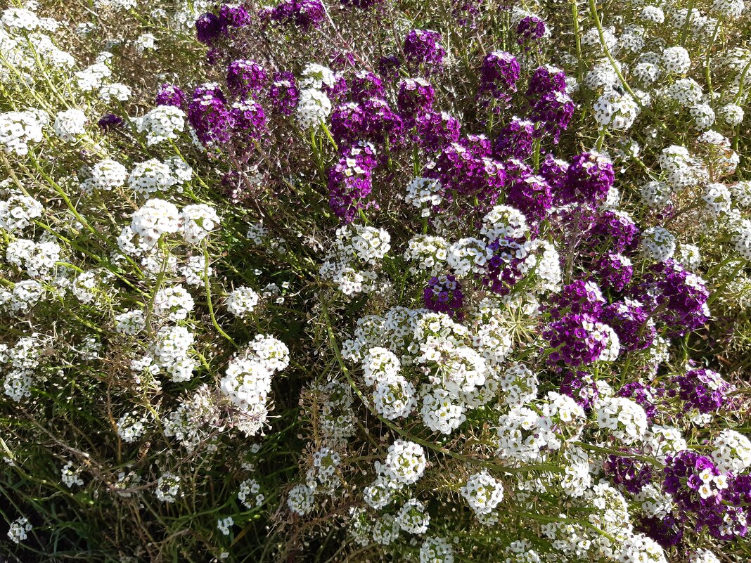 Городские цветы осенью - Галина Минчук Городские цветы осенью - Галина Минчук