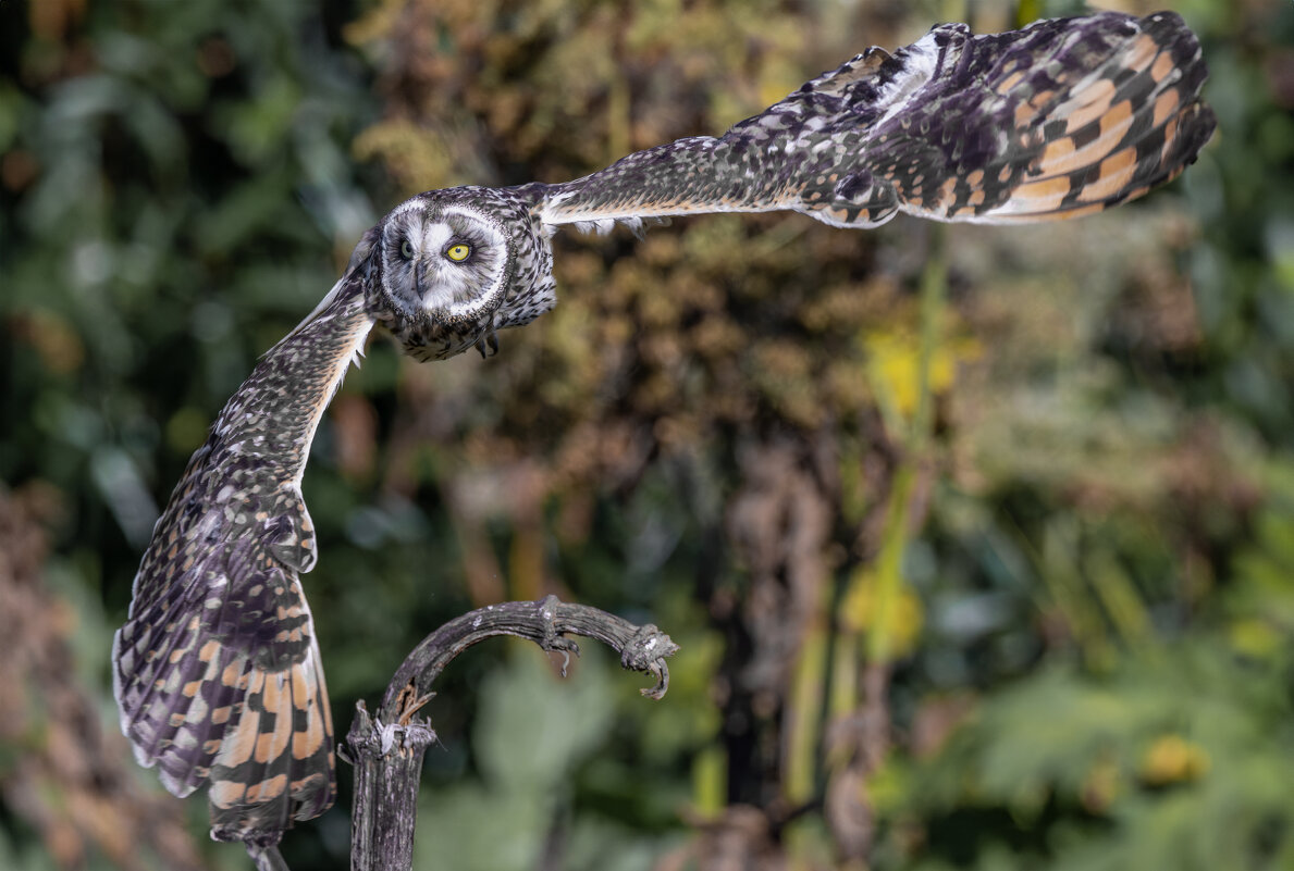 сова болотная - юрий макаров сова болотная - юрий макаров