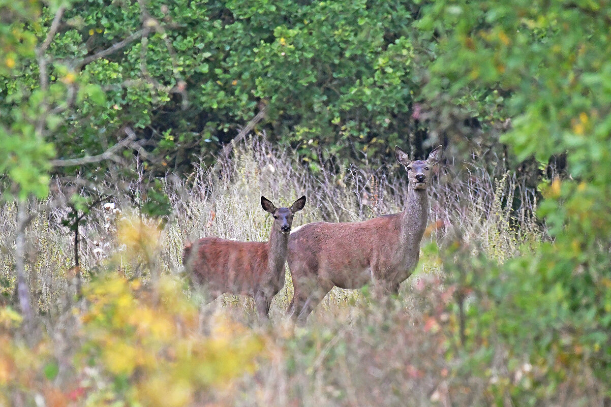 Окно в природу. - Евгений Кузнецов